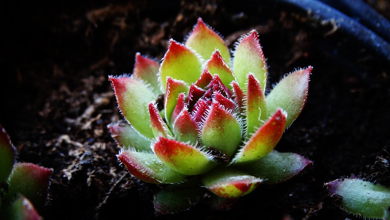 Growing Succulents in Pots: Easy Step by Step Guide